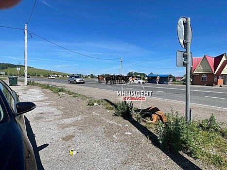 Табун лошадей создал опасность на трассе у кузбасского поселка