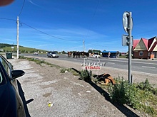 Табун лошадей создал опасность на трассе у кузбасского поселка