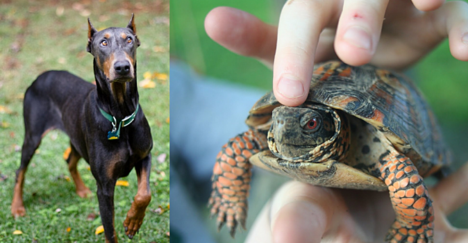 Фотография с загадкой «Найди черепах в саду»: мой пёс обнаружил их быстрее, чем, я