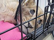 Хозяин маленькой львицы из «Москвы-Сити» заявил, что у нее лейкемия