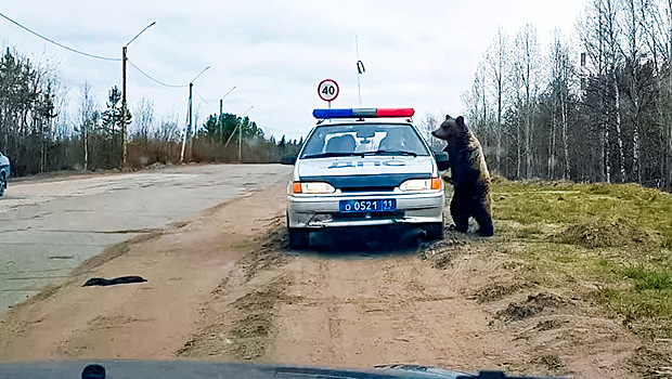Гаишники вышли на дорогу поработать. Медведь не дает