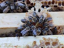 Многопрофильное органическое хозяйство полного цикла от меда до топинамбура