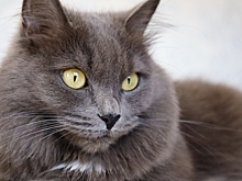 В России спасли застрявшего в вентиляции кота Стивена