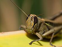 Нашествие саранчи дает хлорпирифосу шанс показать свои сильные стороны