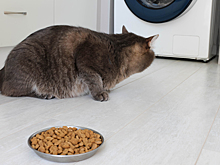 Почему кошка отказывается от еды и что с этим делать