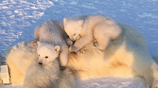 Монумент белым медведям установят в Северном Медведково до конца 2020 г.