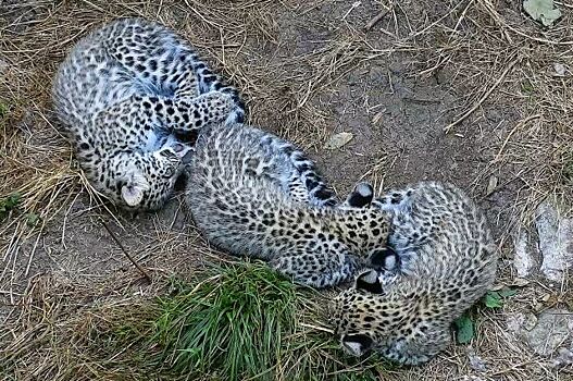Пяти детенышам леопарда в Сочинском нацпарке дали имена