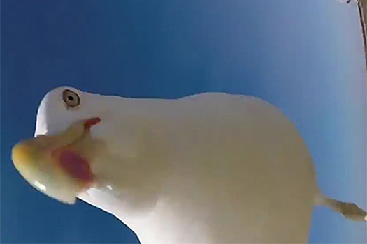 Завладевшая видеокамерой чайка засняла Атлантику и сделала селфи