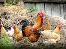 Птичий грипп в Казахстане: пострадавшим фермерам выплатят компенсацию