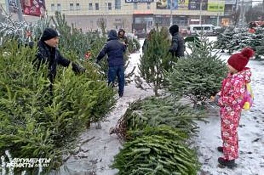 Елки-палки! Как и где торгуют зелеными красавицами в Калининграде