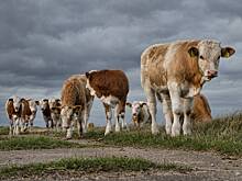 Угонявший коров с пастбищ российский скотокрад заработал миллионы