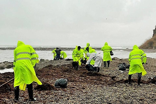 На Кубани обнаружено уже 19 дельфинов, погибших от разлива мазута