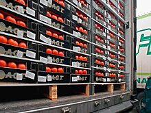 Турецкие помидоры поступают в Россию через Грузию