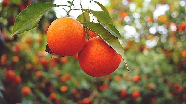Ученые объяснили, почему любовь к апельсинам может быть смертельно опасна