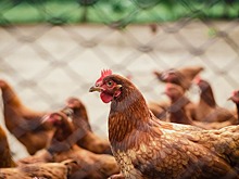 Черкизово расширяет производство мяса птицы