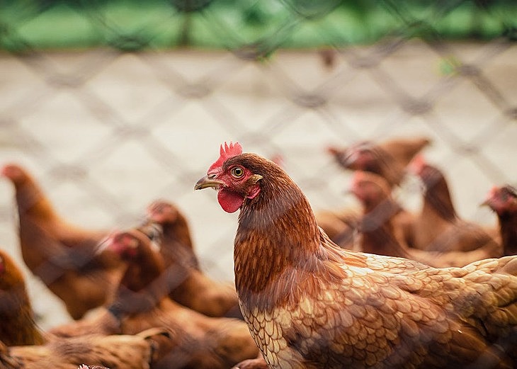 Черкизово расширяет производство мяса птицы