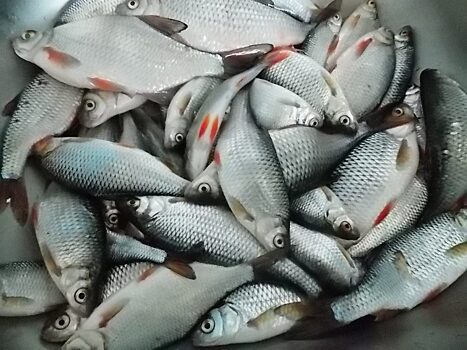 Томским рыбакам-любителям могут разрешить продавать излишки улова