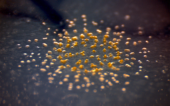 Образование колонии бактерий описали с точки зрения высшей математики