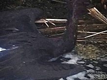 В Курской области селяне спасли чёрного аиста