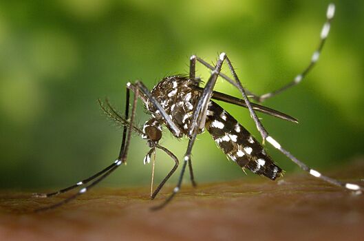 Онколог Серяков назвал выраженную реакцию на укусы комаров неожиданным предвестником рака