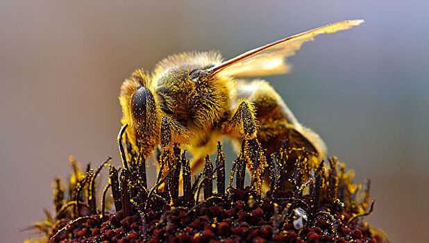 В Приморье вывели новую породу пчел