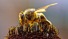 В Приморье вывели новую породу пчел