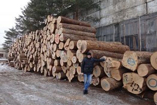 Зачем рубить мёд? В Приморье истребляют ценный дальневосточный медонос