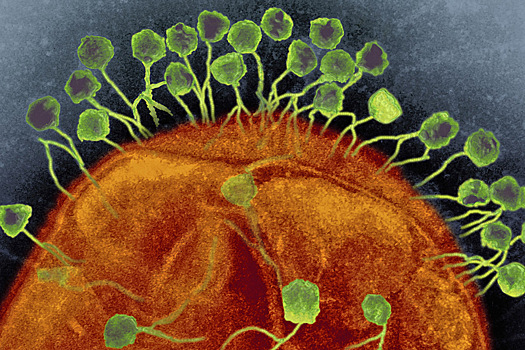 Биологи вооружили вирусы для борьбы с бактериями