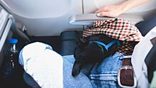 Пассажирам самолета вернули $1300 из-за пукающей собаки