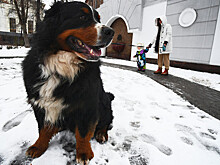 Тишковец: 15–16 ноября в Москве может сформироваться временный снежный покров