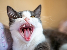 У кошки выпадают зубы – почему и что делать