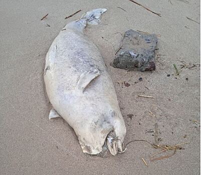 На берег Таганрогского залива выбросило мертвых дельфина и осетра