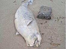 На берег Таганрогского залива выбросило мертвых дельфина и осетра