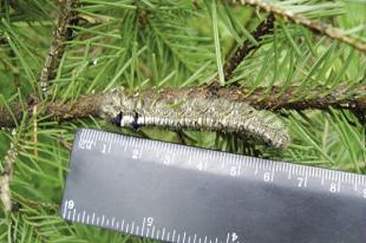 В Красноярске на борьбу с сибирским шелкопрядом выделено 300 млн рублей