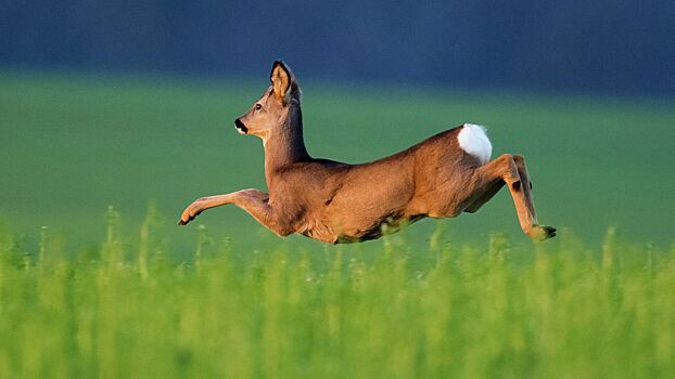 Экономия на ОСАГО обернулась для водителя серьезным штрафом