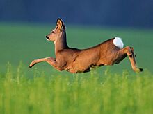 Экономия на ОСАГО обернулась для водителя серьезным штрафом