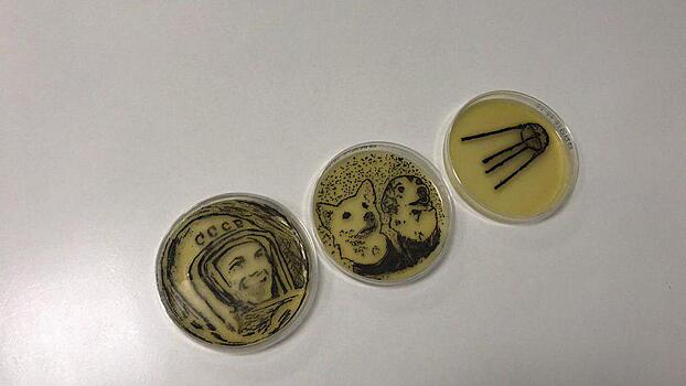 Картины из стафилококка. Микробиолог из Пущина превратил бактерии в искусство