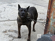 Собака напала на почтальона в Нижегородской области