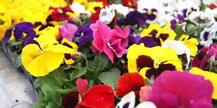 Более 10 тыс цветов высадили у московских школ на субботнике