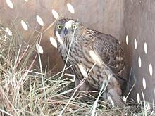 Ястреба по имени Эгершельд спасают в Центре реабилитации в Приморье