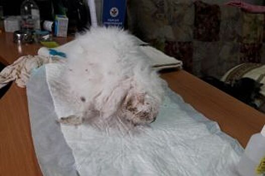 Ветеринар Карен Даллакян спас из челябинского зоопарка раненного кролика