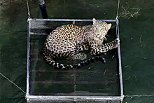 Едва не утонувшего леопарда спасли из 15-метрового колодца