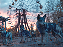 СМИ: В Чернобыле обнаружили собак-мутантов. Что с ними не так