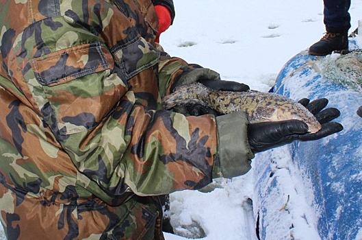 Запрет на ловлю налима снят в Нижегородской области с 1 февраля