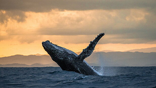 Несколько китов выбросились на берег в Чили