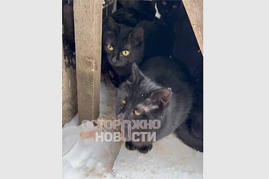 Кошек замуровали в подвале общежития в Подмосковье