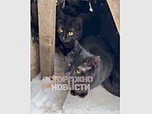 Кошек замуровали в подвале общежития в Подмосковье