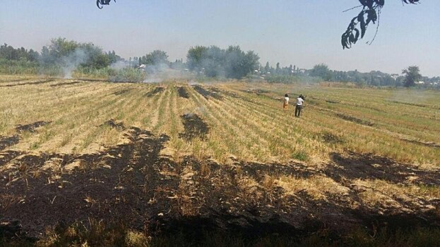 Экологи оштрафовали фермеров за сжигание полей на 150 млн сумов