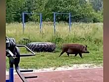 Кабана-спортсмена заметили в российском регионе