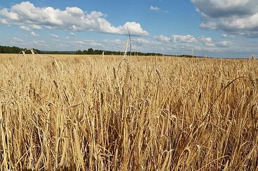 Рекордные урожаи с отдельных полей собирают аграрии Кузбасса